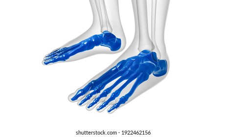 Human Skeleton Foot Bones Anatomy Medical Stock Illustration 1922462156 ...