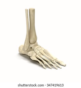 10,346 3d foot skeleton Images, Stock Photos & Vectors | Shutterstock