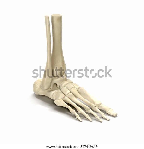 Human Skeleton Foot On White Background Stock Illustration 347419613