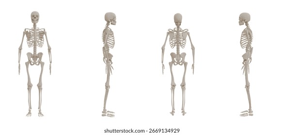 Human skeleton front, side, and back anatomical views isolated on white background, educational medical illustration for healthcare, anatomy learning, and scientific research