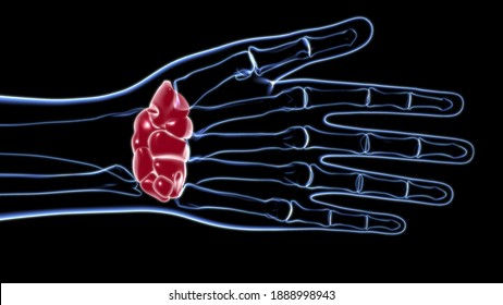 Human Skeleton Hand Wrist Carpals Bone Anatomy For Medical Concept 3D Illustration