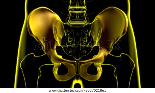 Human Skeleton Hip or Pelvic bone Anatomy\
For Medical Concept 3D\
Illustration