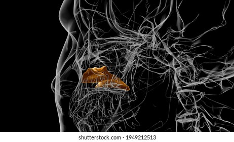 Human Skeleton Inferior Nasal Concha Anatomy 3D Illustration