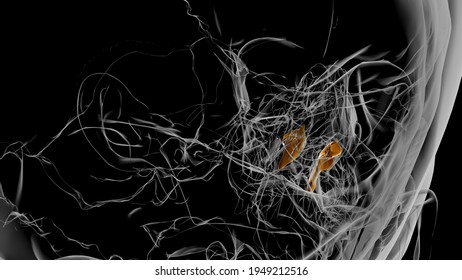 Human Skeleton Inferior Nasal Concha Anatomy 3D Illustration