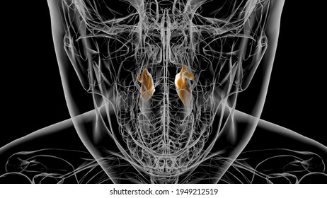 Human Skeleton Inferior Nasal Concha Anatomy 3D Illustration