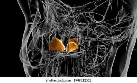 Human Skeleton Inferior Nasal Concha Anatomy 3D Illustration