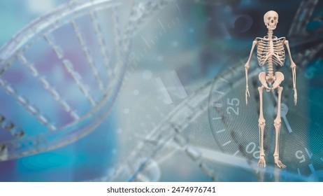 The human skeleton is the internal framework of the body, composed of bones and cartilage. It serves multiple vital functions, including support, movement, protection.