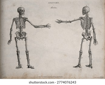 Human skeleton with left arm extended: front and back views Line engraving by Heath, after Walker, 1806. Vintage painting and art illustration.