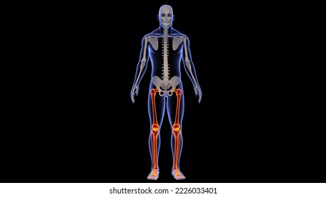 Human Skeleton Leg Bones Anatomy.3D