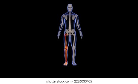 Human Skeleton Leg Bones Anatomy.3D