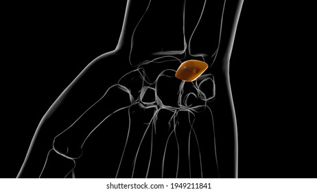 Human Skeleton Lunate Bone Anatomy 3D Illustration