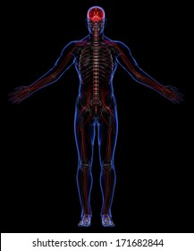 Human skeleton and nervous system