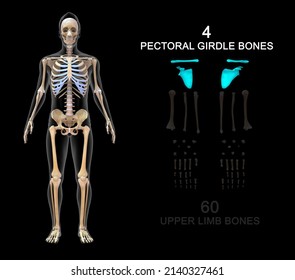 Human Skeleton Pectoral Girdle Bones Anatomy 3d Illustration