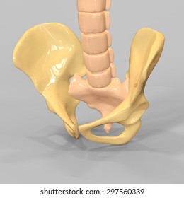 Human Skeleton Pelvic Girdle