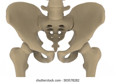 Human Skeleton Posterior Anterior View Didactic Stock Illustration ...