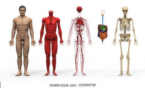 Human Skeleton From The Posterior And Anterior View Didactic Board Of Anatomy Of Human Bony System ,Blood System, Cardiovascular System, Vascular System, Lymph Nodes ,body Muscles, Spinal Muscles

