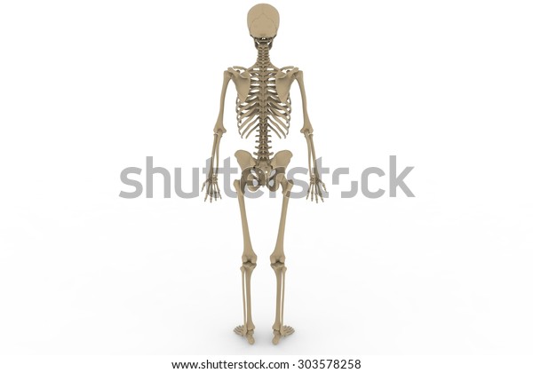 Human Skeleton Diagram Posterior View