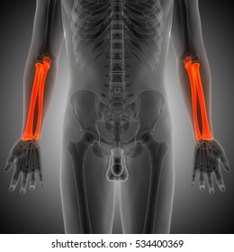 Human Skeleton Radius Ulna Bones 3d Stock Illustration 534400369 ...