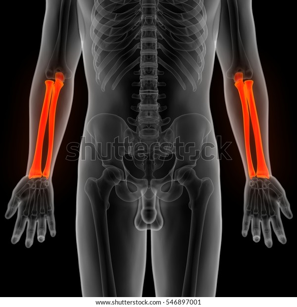 Human Skeleton Radius Ulna Bones 3d Stock Illustration 546897001