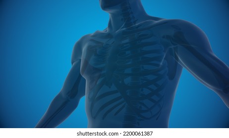 Human Skeleton Rib Cage 3D Illustration