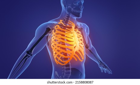 Human Skeleton Rib Cage Anatomy.3d Illustration.