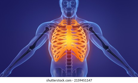 Human Skeleton Rib Cage Anatomy.3d Illustration.