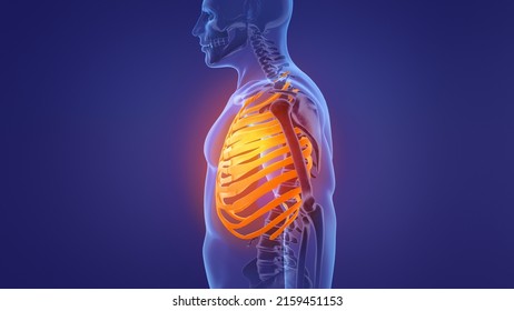 Human Skeleton Rib Cage Anatomy.3d Illustration.