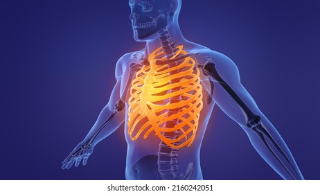 Human Skeleton Rib Cage Anatomy.3d Illustration.