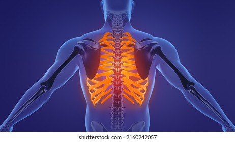 Human Skeleton Rib Cage Anatomy.3d Illustration.