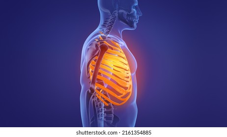 1,102 Rib cage heart Images, Stock Photos & Vectors | Shutterstock