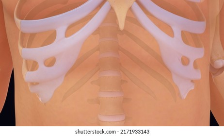 Human Skeleton Rib Cage Bones Anatomy 3d Illustration