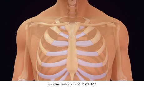 Human Skeleton Rib Cage Bones Anatomy 3d Illustration