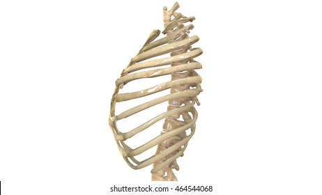 Human Skeleton Ribs with vertebral column Anatomy (Lateral view). 3D