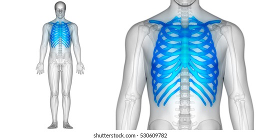 Rib Cage Muscles Images Stock Photos Vectors Shutterstock