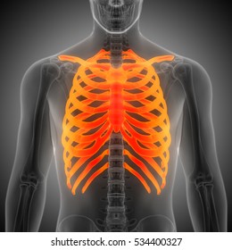 Human Skeleton Ribs With Vertebral Column Anatomy. 3D