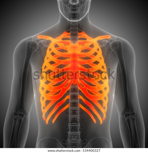 Human Skeleton Ribs Vertebral Column Anatomy Stock Illustration ...