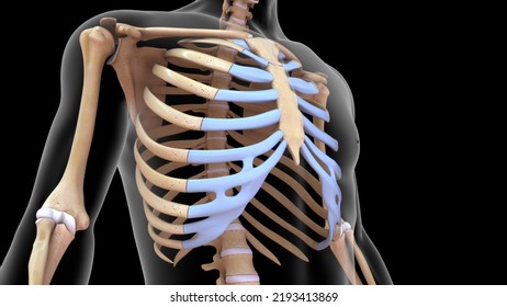 Human Skeleton And Scapula And Ribs Bone Anatomy 3d Illustration