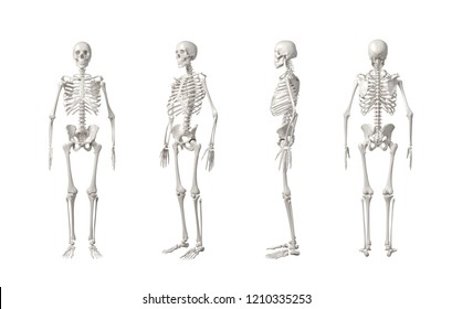 84,545 Human skeleton 3d Images, Stock Photos & Vectors | Shutterstock