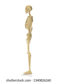 Human Skeleton Side Profile 3d Rendering