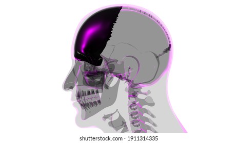 医療コンセプト3dイラスト用の人骨頭蓋骨前頭骨解剖学 のイラスト素材