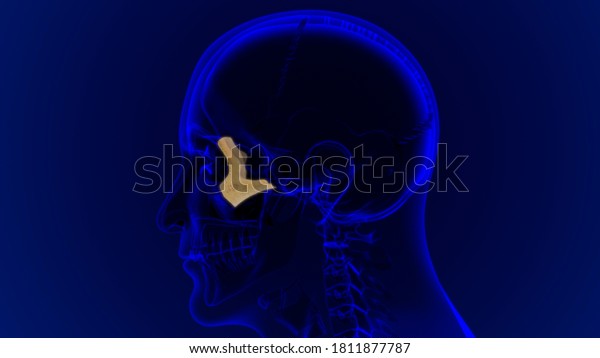 Human Skeleton Skull Zygomatic Bone Anatomy Stock Illustration 1811877787 Shutterstock 9014