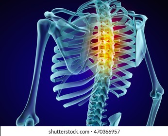 Human skeleton and spine. Xray view. Medically accurate 3D illustration 