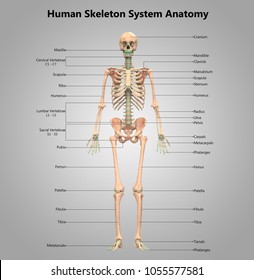 Similar Images, Stock Photos & Vectors of Human anatomical skeleton