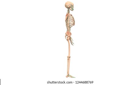 Human Skeleton System Anatomy 3d Stock Illustration 1244688769 ...