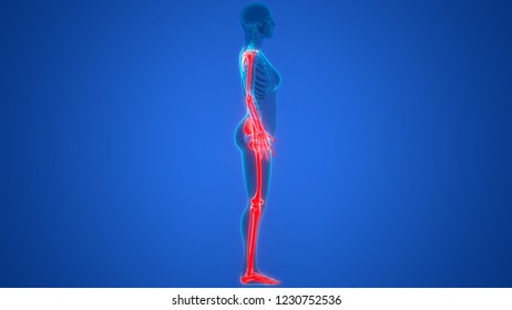 Human Skeleton System Appendicular Skeleton Anatomy Stock Illustration Biology Diagrams