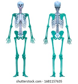 Human Skeleton System Appendicular Skeleton Anatomy Stock Illustration ...