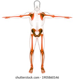 Human Skeleton System Appendicular Skeleton Anatomy Stock Illustration ...