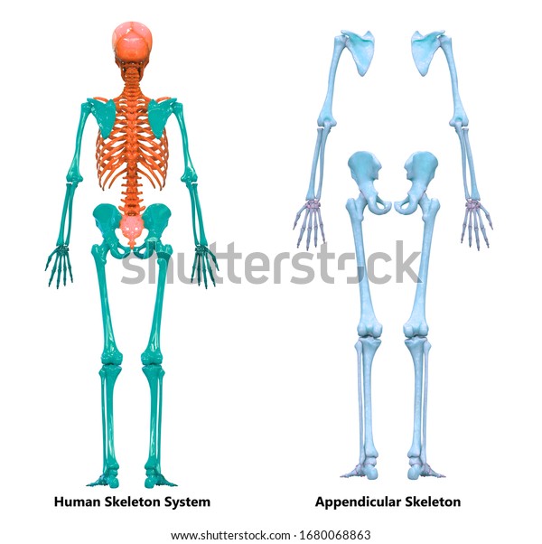 人間の骨格系虫垂骨格解剖学後面図 3d のイラスト素材