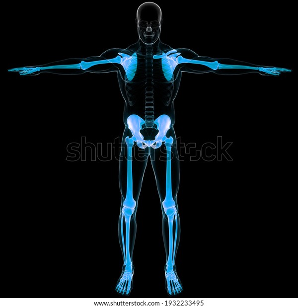 Human\
Skeleton System Appendicular Skeleton Anatomy.\
3D