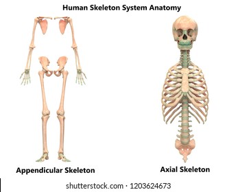 Human Skeleton System Appendicular and Axial Skeleton Anatomy. 3D
